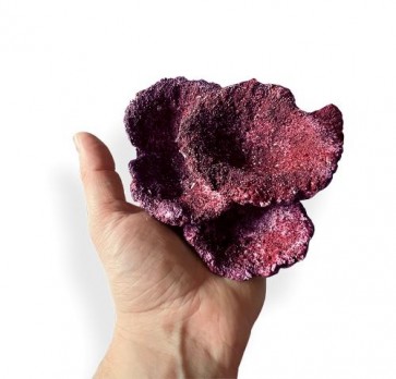 Nano Plate Coral in Hand